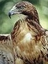 Aigle - Eagle