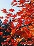 rables sycomores en automne - Automn sycamores Maples