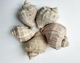 Une image contenant invertbr, coquille, Mollusques, Bigorneau

Description gnre automatiquement