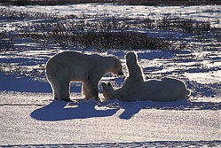 Ours blancs (Churchill - Baie d'Hudson - Canada)