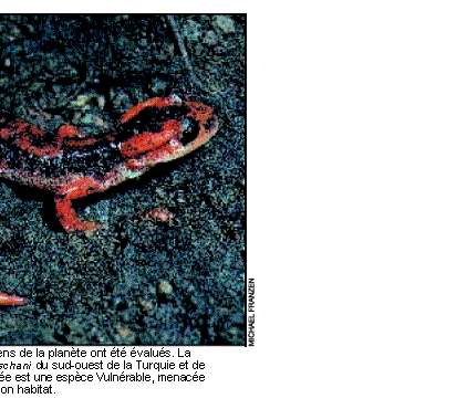 Zone de Texte:  
Vingt pour cent seulement des amphibiens de la plante ont t valus. La salamandre de Luschan Mertensiela luschani du sud-ouest de la Turquie et de quelques les du sud-ouest de la mer ge est une espce Vulnrable, menace par le dveloppement conomique de son habitat.
