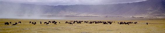 Ngorongoro Crater (Tanzanie). 