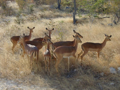 Impalas (Afrique du Sud)