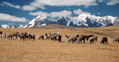 Lamas des Andes