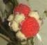 Rubus alceifolius fruit2_s1.jpg