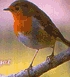 rouge-gorge - robin red-breast